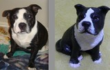 by Custom Pet Sculptures by Circe