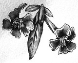 by Dana Koffenberger