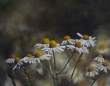 by Cene gál István