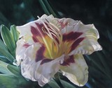 by Cene gál István