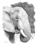 by Anthony Woolf