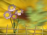 by Garabed Gligoriu