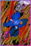 by Nira Dabush