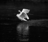 by Kimberly Tilley