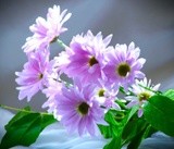 by DEE JOBES PHOTOGRAPHY