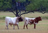 by Brenda Edwards