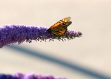 by Barb Lowry