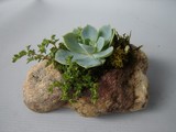 by Pedra Viva mini jardins