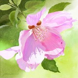 by Joan A Hamilton