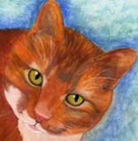 by judie cole
