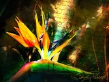 by Shelly Peacock