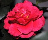 by Debra Kott