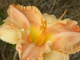 by Janet Dickinson