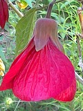 by Marie josé LAURIER