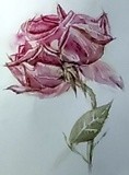 by Dana Koffenberger