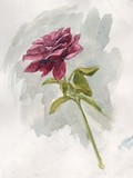 by Nicanor Benitez