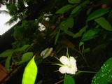 by Meena Kurup