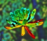 by Nira Dabush