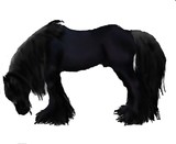by The Black Stallion