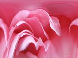 by Trisha Allard
