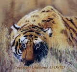 by Ghislaine Afonso