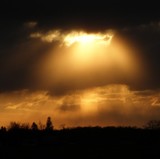 by Tracy L Nicholson