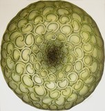 by Cathy Savels