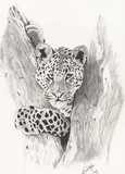 by Glen Pettifer