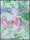 by Laurie Rawdon