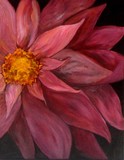 by dawnae zobrist
