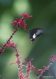 by Wayne Combridge 