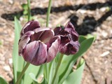 by Janet Dickinson