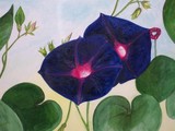 by Jenny Greig