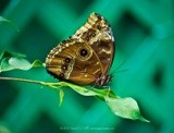 by Kimberly Tilley