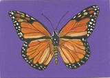 by Sherry Melberg