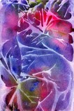 by amira el-fohail