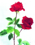 by Madonna Paradis