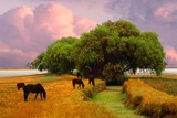 by Enrique Arechavala