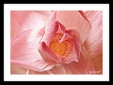 by upagupt mohanty