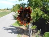 by Debra Kott