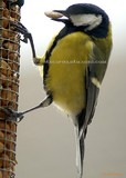 by Macsfield Images