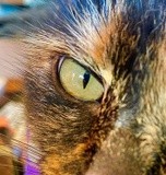 Cats Eye