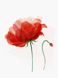 by safura Haghighat