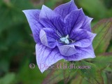 by Cathy Holford
