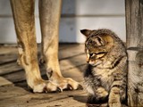 by Gabriele Swanson