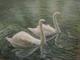 by Sheryl Boivin