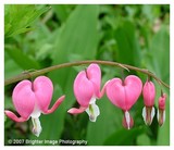 by Brighter Image Photography