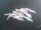 by anne lynch