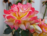 by Debra Kott