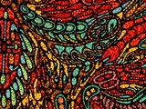by samuel bohorquez